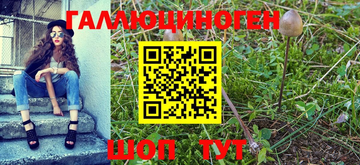 Псилоцибиновые грибы Psilocybe Новороссийск